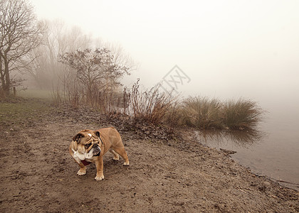 红英国牛头犬在雾中到湖边散步犬类宠物成人朋友修饰动物牛犬运动足迹哺乳动物图片