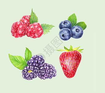 一组孤立在白色背景上的野生浆果 蓝莓 黑莓 覆盆子和草莓 特写视图 手绘插图 水彩插图 逼真的植物艺术绘画叶子甜点饮食种子宏观花图片