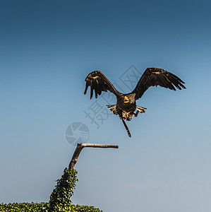 斯德勒的鹰在飞行中猎物捕食者爪子罪人方向盘金鱼鸟类动物尾巴羽毛图片