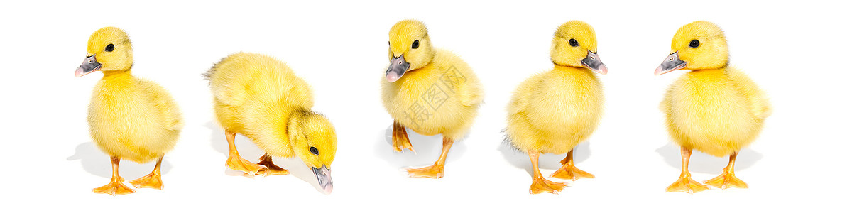 白色背景的可爱黄鸭群被隔离在一起 新生小鸭儿全景可用作标语 笑声婴儿嘎嘎家禽孩子家园花园动物野生动物宠物横幅图片