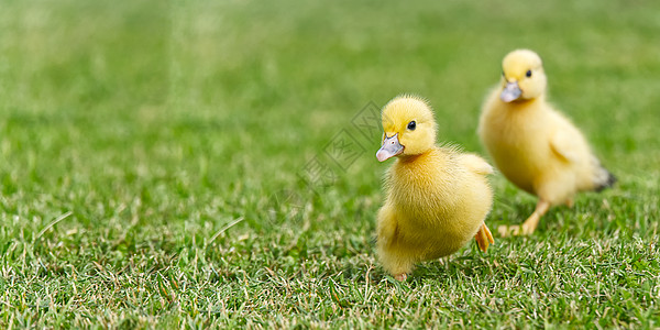 刚出生的小鸭子在后院的绿草地上行走 阳光明媚的日子里 黄色可爱的小鸭子在草地上奔跑 横幅或全景拍摄与小鸭子在草地上野鸟羽毛跑步农图片