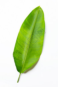 白色背景上的蝎尾蕉叶膳食热带食物墙纸生长叶子菜肴生活植物生态图片