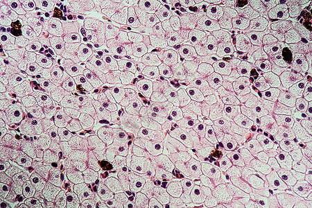 具有肝细胞的Axolot两栖动物 100x宏观诊断组织调查细胞核药品考试康复细胞组织学图片