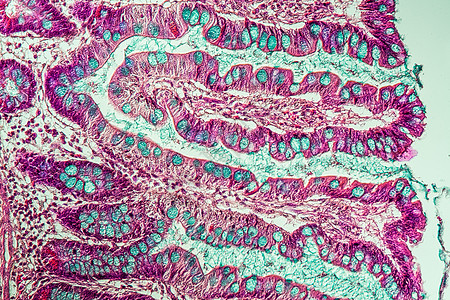 200x 显微镜下有葡萄酒的小肠子腺体诊断考试绒毛组织学小肠消化组织分泌药品图片
