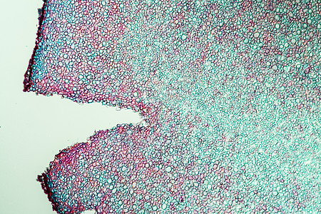 紫色鹦鹉寄生蘑菇 横过第200节真菌科学生物学小龙虾饥饿放大镜薄片杆头组织公鸡刺图片