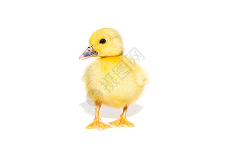 新伯恩小可爱的黄鸭 孤立在白色上婴儿小鸭子柔软度鸭子农场动物孵化金子小鸡羽毛图片