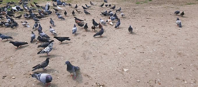 城里有很多鸽子公园街道团体食物生活动物羽毛野生动物灰色鸟类图片