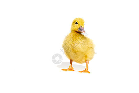 新伯恩小可爱的黄鸭 孤立在白色上新生孵化小鸡动物宠物生活羽毛鸭子家禽柔软度图片