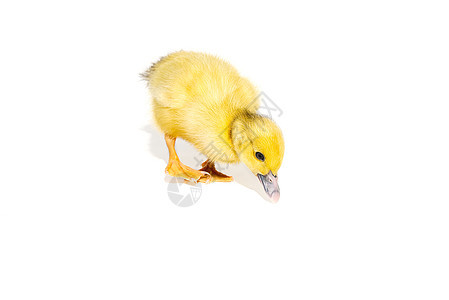 新伯恩小可爱的黄鸭 孤立在白色上羽毛宠物动物新生孵化柔软度鸭子生活农场小鸭子图片