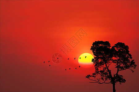 太阳落日后 月光鸟飞回家 树在天上戏剧性蓝色天空海浪反射日落假期天气橙子地平线图片