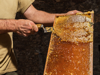 养蜂人从蜂窝中除去蜡盖花粉工作药品环境农业季节食物蜂巢活动梳子图片