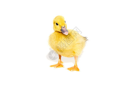 新伯恩小可爱的黄鸭 孤立在白色上新生鸭子小鸡农场孩子动物孵化羽毛毛皮家禽图片