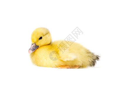 新伯恩小可爱的黄鸭 孤立在白色上毛皮新生农场小鸡鸭子羽毛家禽小鸭子婴儿动物图片