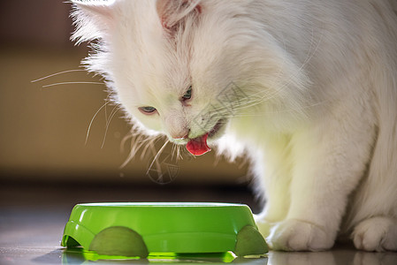 白百塞猫吃东西橙子动物宠物厨房猫科动物流浪眼睛蓝色食物小猫图片