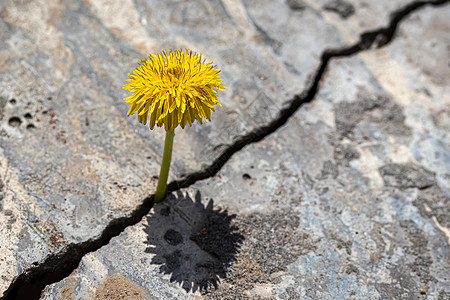 蒲公英植物一朵黄色的花花 从混凝土裂缝中生长出来耐力骨折斗争运气力量生活挑战新生活水泥生存背景