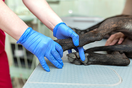 在超声波检查期间 戴蓝色手套的专业兽医将狗压在兽医台上图片