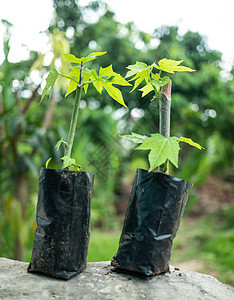 花园里的Chaiya树 树菠菜或墨西哥的Kale Veg农民园艺苗圃发芽植物塑料烹饪土地生长树叶图片