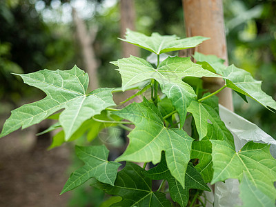 花园里的Chaiya树 树菠菜或墨西哥的Kale Veg农民农场灌封烹饪叶子培育生长苗圃发芽生态图片