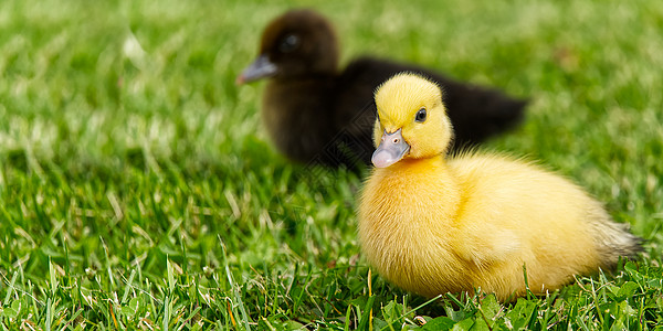 刚出生的小鸭子在后院的绿草地上行走 阳光明媚的日子里 黄色可爱的小鸭子在草地上奔跑 横幅或全景拍摄与小鸭子在草地上小鸡场地羽毛农图片
