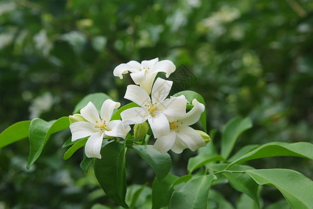 安达曼缎木 黄杨木 化妆品用树皮 橙茉莉 橙茉莉 缎木图片