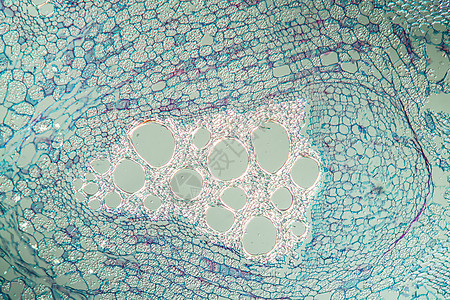 横跨第100节的口哨花干组织细胞宏观组织学精油植物水管科学植物学节花图片