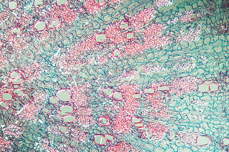 根大于100x的 Fig 豆类野生植物组织学饲料宏观组织蓝色细胞科学放大镜植物图片