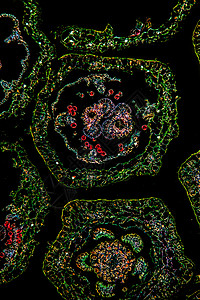 显微镜下的玛格丽特花朵 100x细胞植物学放大镜水管科学组织学叶脉花粉暗场组织图片