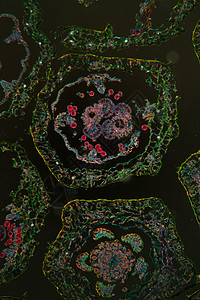 显微镜下的玛格丽特花朵 100x花粉暗场横截面组织学细胞叶脉放大镜薄片科学组织图片
