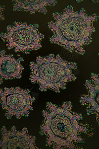 显微镜下的玛格丽特花朵 100x科学宏观水管细胞暗场组织学放大镜组织横截面花粉图片