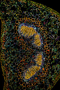 显微镜下的工作表横截面 100x植物学科学放大镜薄片细胞宏观暗场植物组织图片