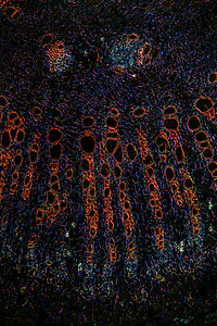 豆类尾附在第100节之间薄片科学放大镜宏观植物学横截面暗场细胞组织水管图片
