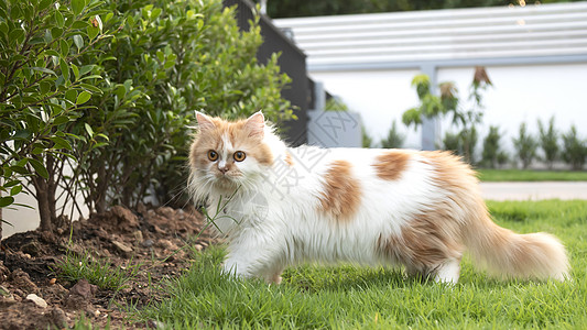 一只波斯猫在前院和明星的草地上行走图片