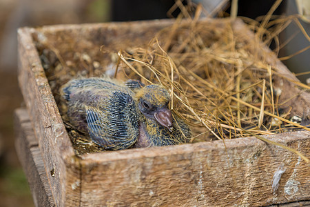 鸽子小鸡放在木箱里 稻草在鸽子育种者手中荒野少年眼睛家庭孵化生物学睡眠幼兽雏鸟幸福图片