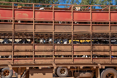 将牛鹿运到市场的火车车国家轮子土地引擎甲板屠宰场运输车辆卡车农村图片