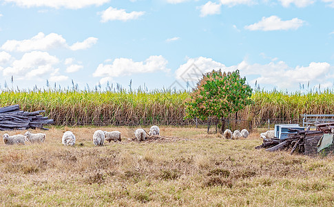 A国站的牧羊牧场高清图片