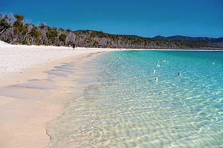 海鸥在澳大利亚白硅沙滩的清蓝水中游泳地平线旅行太阳蓝色海滩风景旅游海岸线爬坡岛屿图片