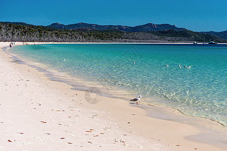 海鸥在澳大利亚白硅沙滩的清蓝水中游泳障碍蓝色旅行进口海岸旅游假期热带地平线岛屿图片