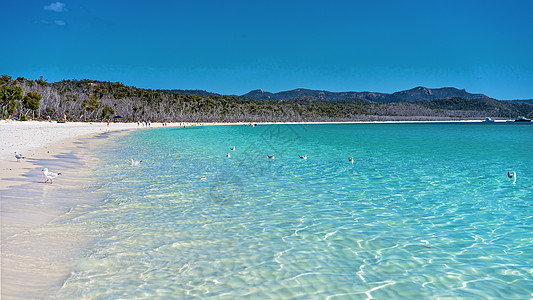 海鸥在澳大利亚白硅沙滩的清蓝水中游泳海岸进口风景太阳障碍海洋旅游旅行海滩地平线图片