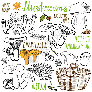 蘑菇素描涂鸦手绘集 不同类型的食用和非食用蘑菇 白色背景上的矢量图标图片