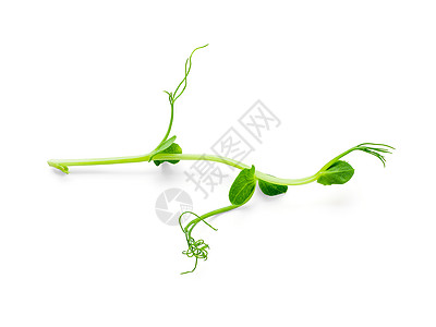白上孤立的花生豆健康饮食青豆树叶食物叶子宏观饮食营养生食绿色植物图片