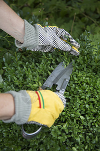 使用手套和修剪剪制木板树篱院子栽培工具枝条环境园丁园艺叶子花园图片
