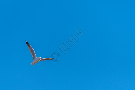 蓝天空背景的单海鸥飞行翼展海岸太阳野生动物蓝天航班行动动物海洋鸟类图片