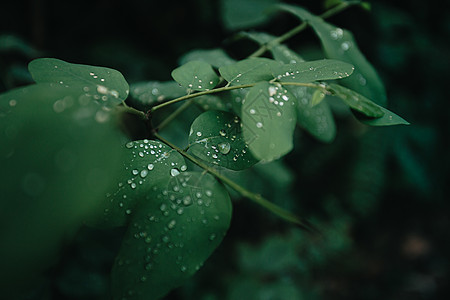 在森林里特写一些绿色植物 上面下着雨 背景与复制空间 笑声戏剧性天堂热带海报阴影折扣邀请函销售丛林生物学图片