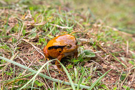 一只大橙青蛙坐在草地上爬虫动物雨林眼睛动物群热带橙子异国危险警告图片