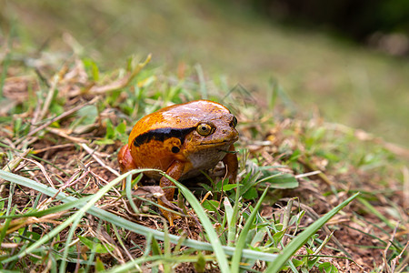 一只大橙青蛙坐在草地上危险雨林荒野生活叶子动物群眼镜蛇动物宏观爬虫图片