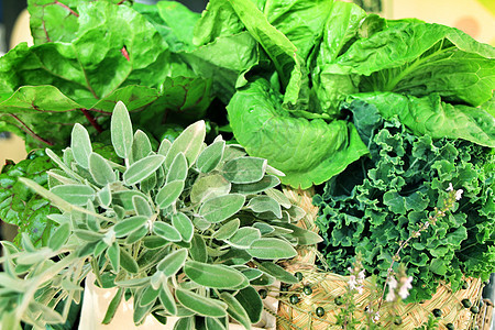 在Elche的生态市场摊位上的绿色蔬菜杂货农民叶子植物食物店铺黄瓜杂货店文化手臂图片