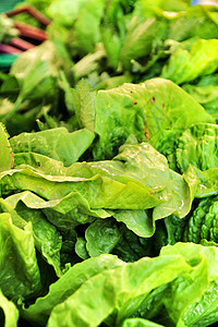 供在埃尔切生态市场摊位出售的生菜食物植物销售量零售蔬菜杂货店黄瓜手臂农民叶子图片