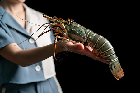 女人手里的新鲜生龙虾 小龙虾野生动物食物烹饪钓鱼甲壳热带龙虾美食蓝色动物图片