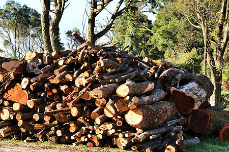 树干在西班牙森林中砍伐纹理松树针叶树林业木头树桩日志场景环境国家植物图片
