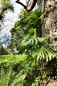前卫的五颜六色的龟背竹领口叶子宏观植被佳肴热带森林丛林美味温室图片